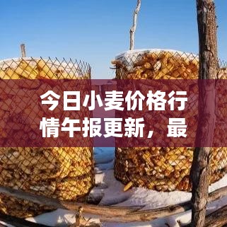 今日小麦价格行情午报更新，最新报价一网打尽！
