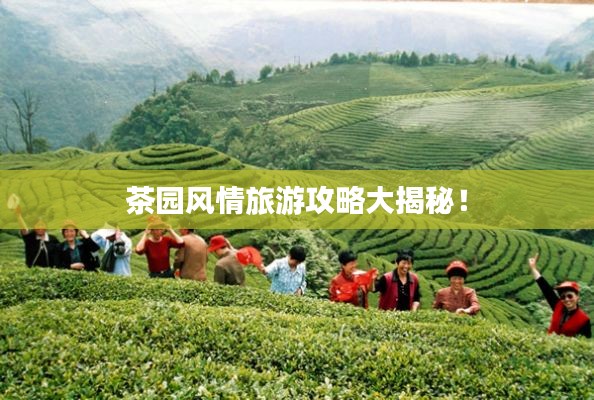 茶园风情旅游攻略大揭秘！