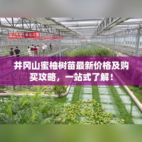井冈山蜜柚树苗最新价格及购买攻略，一站式了解！