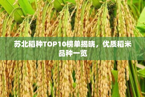 苏北稻种TOP10榜单揭晓，优质稻米品种一览