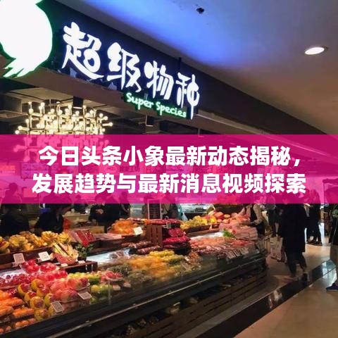 今日头条小象最新动态揭秘，发展趋势与最新消息视频探索
