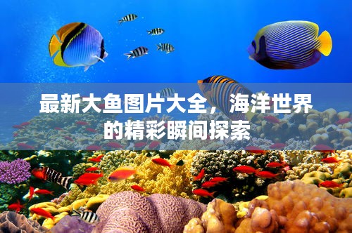 最新大鱼图片大全，海洋世界的精彩瞬间探索