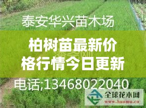 柏树苗最新价格行情今日更新