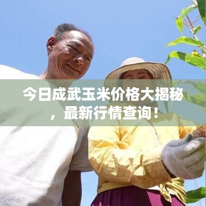 今日成武玉米价格大揭秘，最新行情查询！