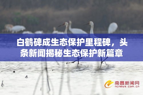 白鹤碑成生态保护里程碑，头条新闻揭秘生态保护新篇章