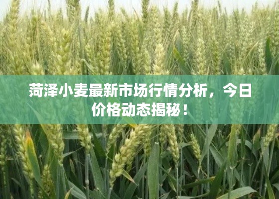 菏泽小麦最新市场行情分析，今日价格动态揭秘！