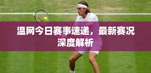 温网今日赛事速递，最新赛况深度解析