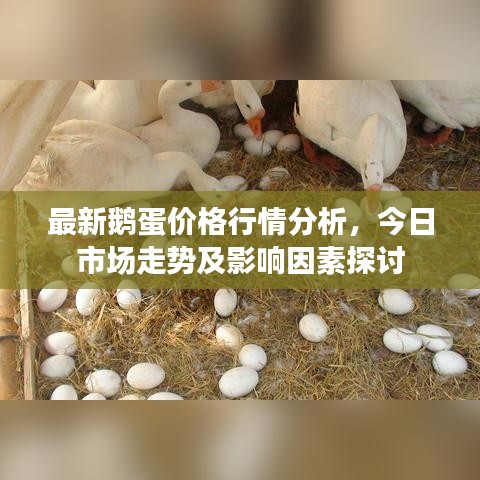 最新鹅蛋价格行情分析，今日市场走势及影响因素探讨