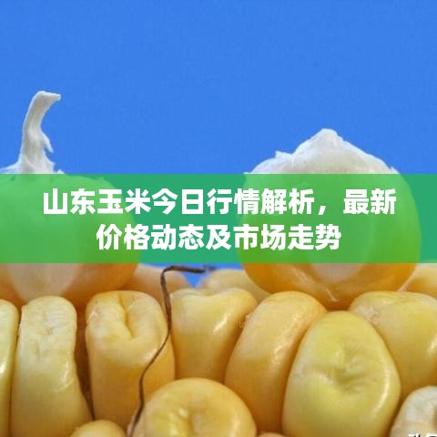 山东玉米今日行情解析，最新价格动态及市场走势