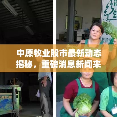 中原牧业股市最新动态揭秘，重磅消息新闻来袭！
