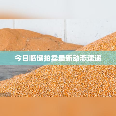 今日临储拍卖最新动态速递