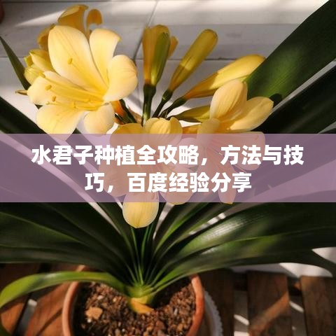 水君子种植全攻略，方法与技巧，百度经验分享