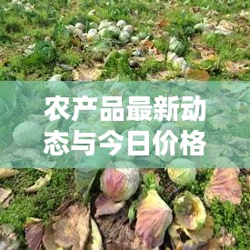 农产品最新动态与今日价格概览