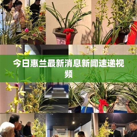 今日惠兰最新消息新闻速递视频