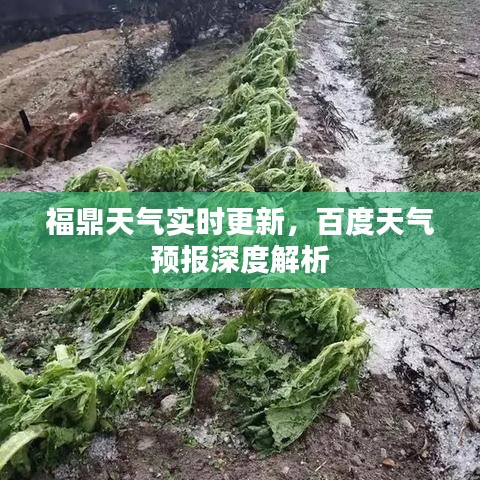 福鼎天气实时更新，百度天气预报深度解析