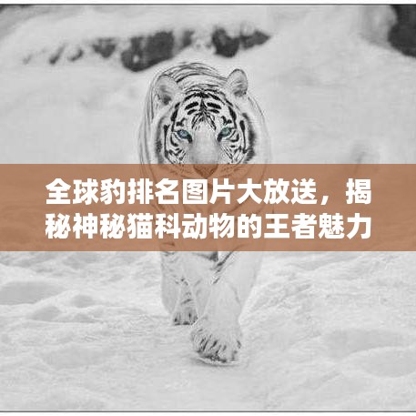 全球豹排名图片大放送，揭秘神秘猫科动物的王者魅力与地位