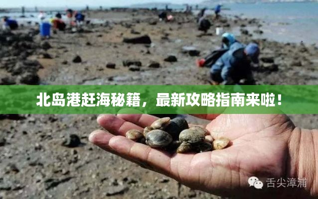 北岛港赶海秘籍，最新攻略指南来啦！