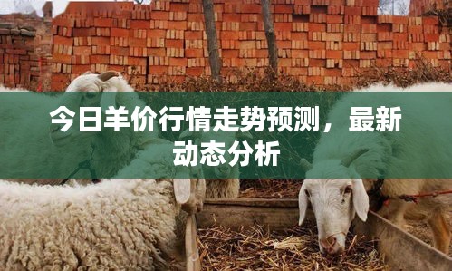 今日羊价行情走势预测，最新动态分析