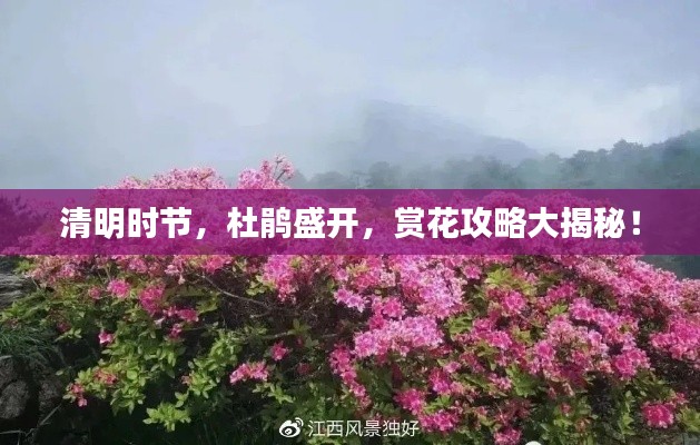 清明时节，杜鹃盛开，赏花攻略大揭秘！