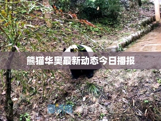 熊猫华奥最新动态今日播报