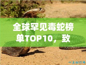 全球罕见毒蛇榜单TOP10，致命与神秘并存