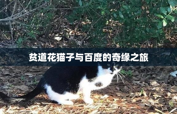 贫道花猫子与百度的奇缘之旅