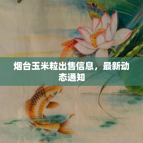 烟台玉米粒出售信息，最新动态通知