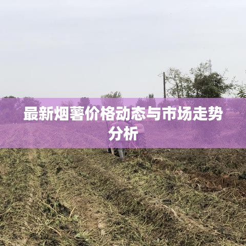 最新烟薯价格动态与市场走势分析