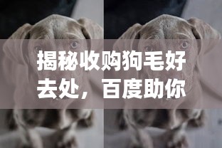 揭秘收购狗毛好去处，百度助你轻松找到答案！