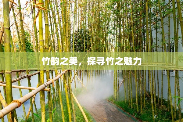 竹韵之美，探寻竹之魅力
