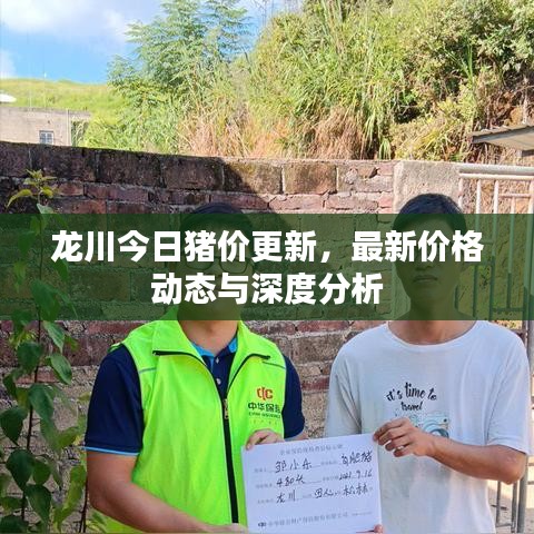 龙川今日猪价更新，最新价格动态与深度分析