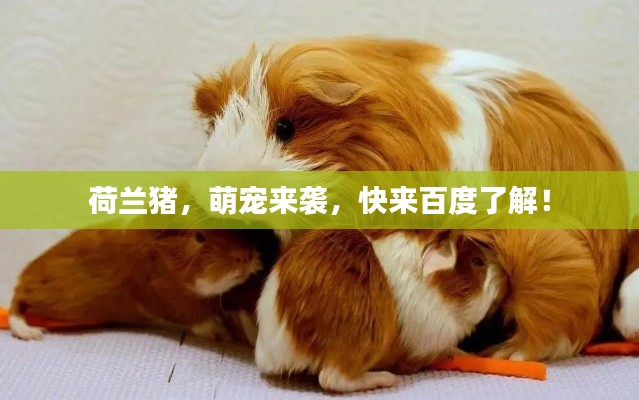 荷兰猪，萌宠来袭，快来百度了解！