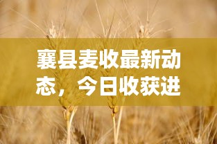 襄县麦收最新动态，今日收获进展报告