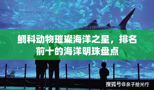 鲷科动物璀璨海洋之星，排名前十的海洋明珠盘点