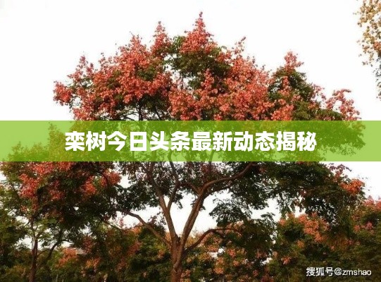小鸟依人