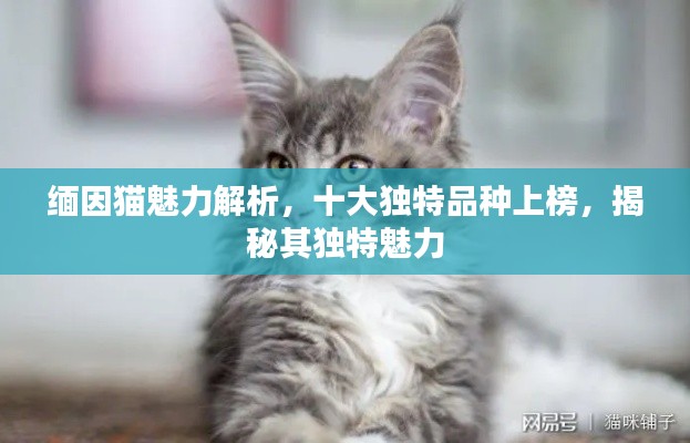 缅因猫魅力解析，十大独特品种上榜，揭秘其独特魅力