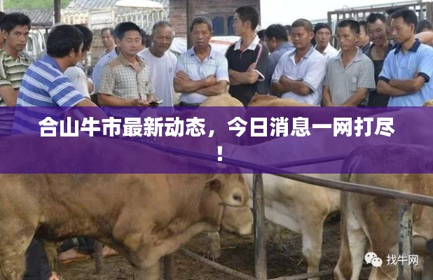 合山牛市最新动态，今日消息一网打尽！