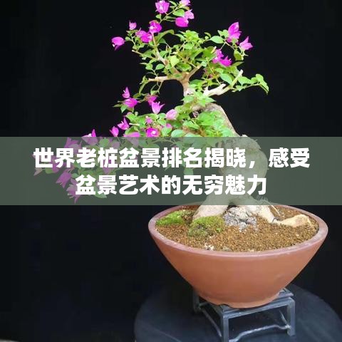 世界老桩盆景排名揭晓，感受盆景艺术的无穷魅力