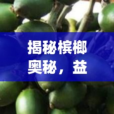 揭秘槟榔奥秘，益处多多，食用须知事项不可忽略