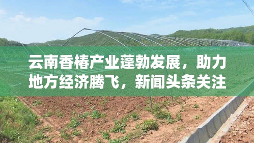云南香椿产业蓬勃发展，助力地方经济腾飞，新闻头条关注香椿产业