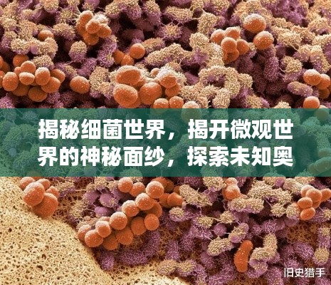 揭秘细菌世界，揭开微观世界的神秘面纱，探索未知奥秘！