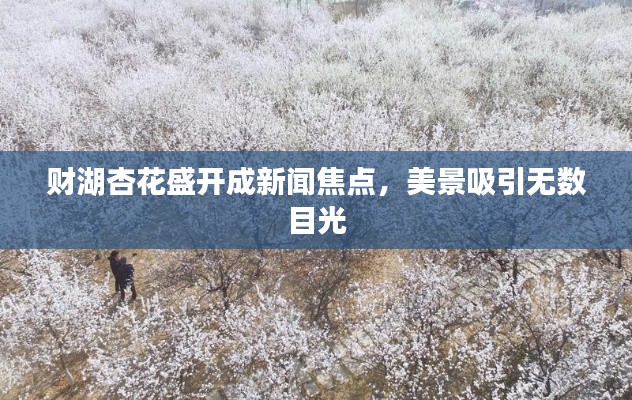 财湖杏花盛开成新闻焦点，美景吸引无数目光