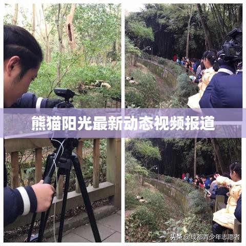 熊猫阳光最新动态视频报道