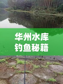 华州水库钓鱼秘籍，最新实用指南