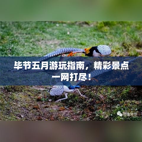 毕节五月游玩指南，精彩景点一网打尽！