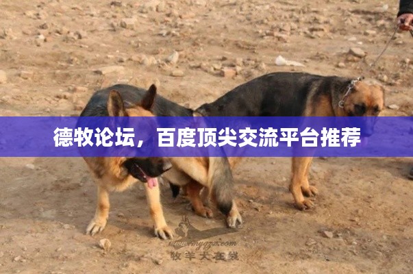 德牧论坛，百度顶尖交流平台推荐