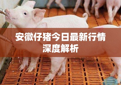 安徽仔猪今日最新行情深度解析