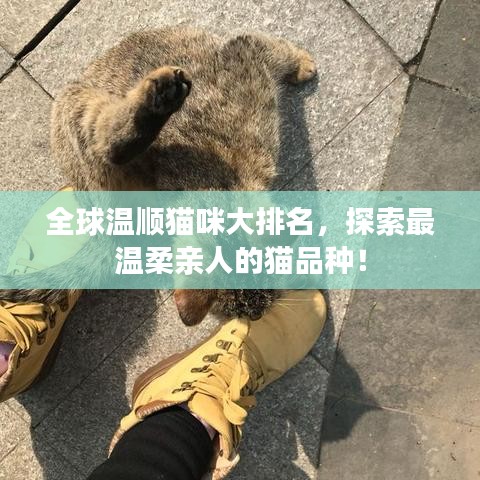 全球温顺猫咪大排名，探索最温柔亲人的猫品种！