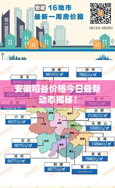 安徽稻谷价格今日最新动态揭秘！