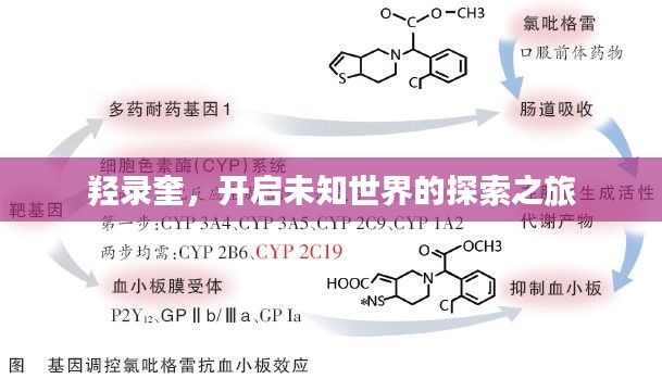 羟录奎，开启未知世界的探索之旅